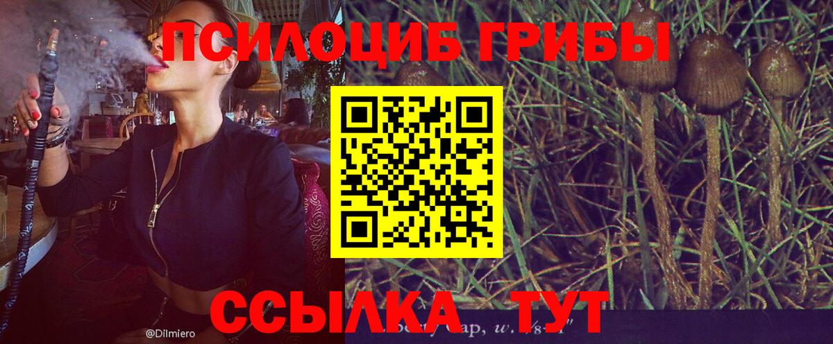 Чебоксары  Галлюциногенные грибы Psilocybine cubensis  наркотики  Вход с VPN 